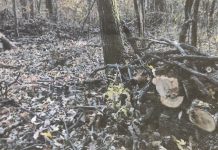 Pădurea doctorului Șarapatin, cumpărată și tăiată de un consilier superior al Gărzii Forestiere Vâlcea! Comisarul Cicu acuzat că, a tăiat stejar și de pe terenul localnicilor