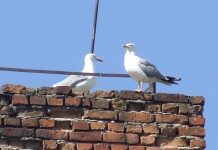 Maeştri ai zborului