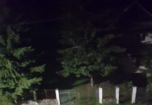 VIDEO: Pui de urs filmați la Rânca!