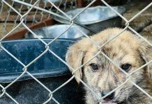 FOTO: Cei mai frumoși și blânzi căței din adăpostul public pot fi adoptați sâmbătă, la târg!