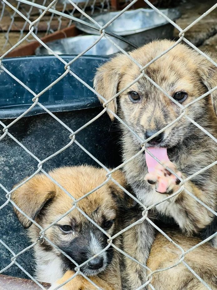 307309212_1253851812070359_3923078591686247236_n