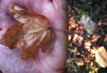 Starea vremii în Gorj, cu Darius Andrei Norocea – Mijloc de săptămână plăcut, din punct de vedere meteorologic