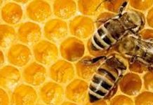 Curiozități despre miere