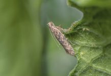 Agricultura pe înțelesul tuturor – Tuta absoluta, cel mai periculos dușman al legumicultorilor