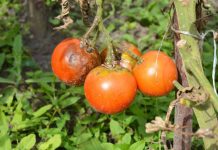 Agricultura pe înțelesul tuturor – Bolile tomatelor