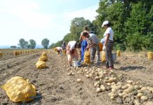 Sprijin financiar pentru agricultorii gorjeni