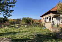 Omorâtă cu toporul și devorată de câinii maidanezi din Dănești!