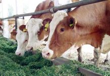 Sprijin de peste 55 milioane lei pentru crescătorii de animale