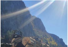 Jupânești: Pădurar reținut