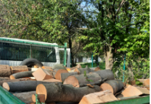 Bărbat din Arcani, cu dosar penal pentru transport ilegal de lemne