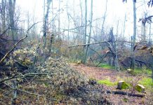 A tăiat „din greșeală” fagul din pădurea vecinului. Condamnare!