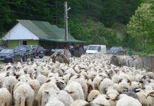 REPERE – Transhumanţa