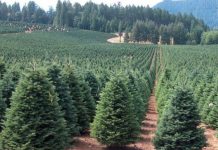 Purtătorul de cuvânt al Romsilva susține că aproape 30.000 de brazi de Crăciun îi așteaptă pe cumpărători