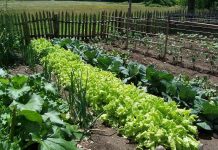 Agricultura pe înțelesul tuturor – Organizarea grădinii de legume