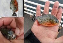 Pește Priranha, găsit într-un râu din țară! Specia lui trăiește în America de Sud