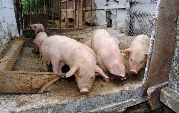 Ordinul care reglementează funcţionarea Gospodăriei Ţărăneşti a fost trimis pentru aprobare