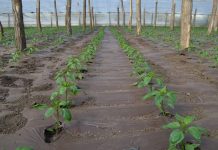 Agricultura pe înțelesul tuturor – Producerea răsadurilor și a legumelor în micile ferme comerciale și în grădinile familiale