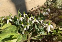 Ghiocei înfloriți și temperaturi record la început de an!