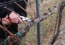 Agricultura pe înțelesul tuturor – Graficul lucrărilor agricole în luna februarie