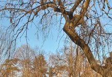 Starea vremii în Gorj, cu Darius Andrei Norocea – Atmosferă liniștită, cu iz primăvăratic peste meleagurile gorjenești