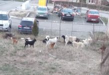 VIDEO: Bumbești-Jiu, orașul peste care au pus stăpânire câinii fără stăpân