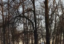 Starea vremii în Gorj, cu Darius Andrei Norocea – O săptămână primăvăratică, cu soare blând. Singurul fenomen notabil este vântul, cu accent pe zona de munte a județului Gorj