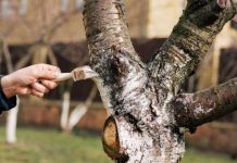 Agricultura pe înțelesul tuturor – Să ne protejăm ecologic grădina, casa