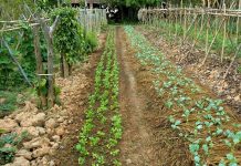 Agricultura pe înțelesul tuturor – Recolte multiple de legume prin asocierea culturilor