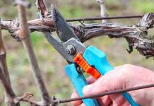 Agricultura pe înțelesul tuturor – Lucrări agricole în repausul vegetativ