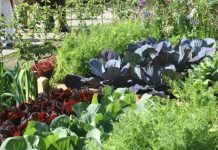 Agricultura pe înțelesul tuturor – Rotația culturilor legumicole