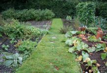 Agricultura pe înțelesul tuturor – Perioada de vegetație, recoltare și producția potențială a legumelor în grădina familială