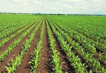 Agricultura pe înțelesul tuturor – Vine vara secetoasă