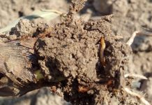 Agricultura pe înțelesul tuturor – O problemă serioasă – viermii sârmă