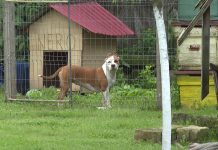 Mușcat de un Amstaff! Polițiștii nu știau de existența câinelui periculos!