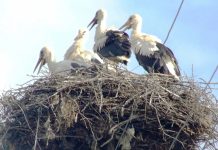 Observator – Și în acest an „juniorii” se antrenează intens