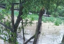 Foto: Lupoița inundată! Gospodarii acoperite de apă și nămol