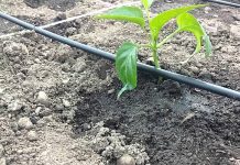 Agricultura pe înțelesul tuturor – Va fi o vară secetoasă