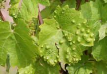 Agricultura pe înțelesul tuturor – Dăunătorii viţei de vie – (2)