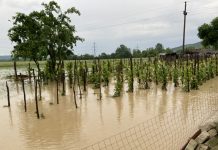 Ciolacu: Despăgubirile să ajungă la oameni cât mai curând