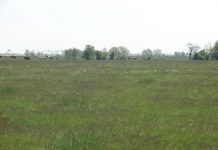 Polovragi: Reținuți pentru furtul unei cabaline