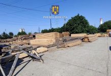 Afaceri ilegale cu cherestea. Percheziții în Gorj
