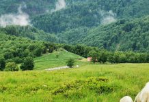 Oi ucise la o stână din Gorj