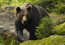 Măsuri după moartea fetei de 19 ani. Urșii vor putea fi împușcați sau eutanasiați
