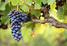 Agricultura pe înțelesul tuturor – Dăunătorii viţei de vie – (1)