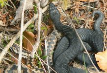 Din nou despre vipere