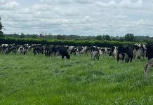 Agricultura pe înțelesul tuturor – În curând trebuie înființate noile culturi furajere perene