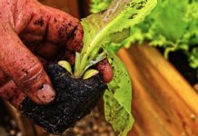 Agricultura pe înțelesul tuturor – Atenție fermieri, nu totdeauna ce semănați – aceea culegeți!