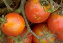 Agricultura pe înțelesul tuturor – Bolile tomatelor