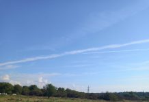 Nucii de la Bârsești au fost tăiați! ”Vor fi betoane în locul lor. Ne merităm soarta!”