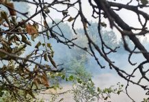 Incendiu de vegetație la Drăguțești